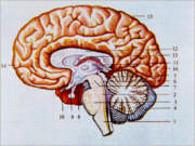 El cerebro. Su concepto básico