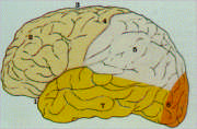 El cerebro
