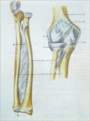 Estructuras anatómicas y deporte: los ligamentos