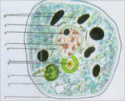 La célula II