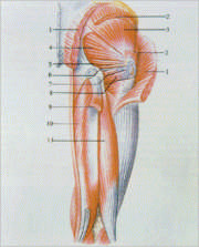 Los músculos IV