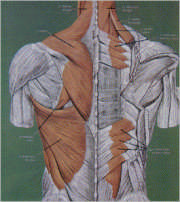 Columna vertebral y deporte II
