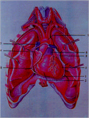 El corazón