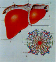 Estructura del higado