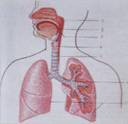 La respiración