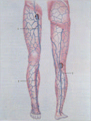 La sangre I