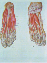 Los problemas de los pies II